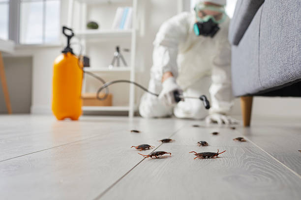 Commercial Kitchen Cockroach Control in Eureka